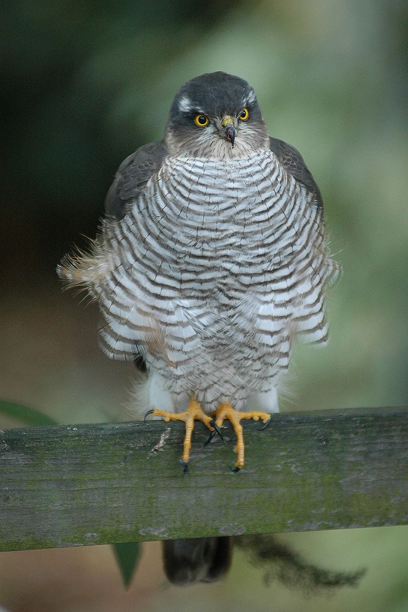 Accipiter nisus Meneer Zjeroen