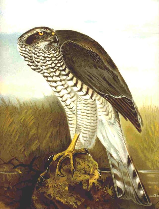 640px Accipiter gentilis Naumann 1899