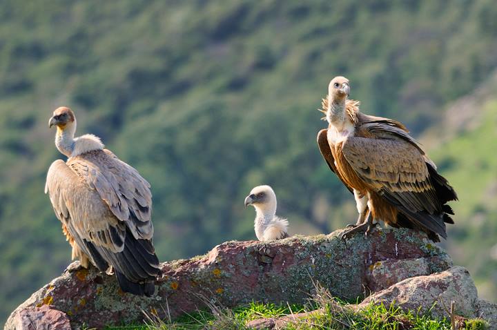 Gruppo di avvoltoi grifoni presso la costa tra Alghero e Bosa