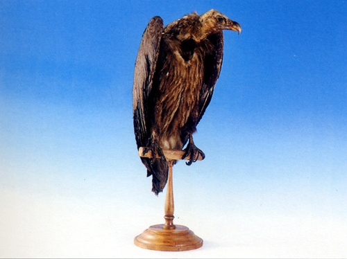 avvoltoio monaco
