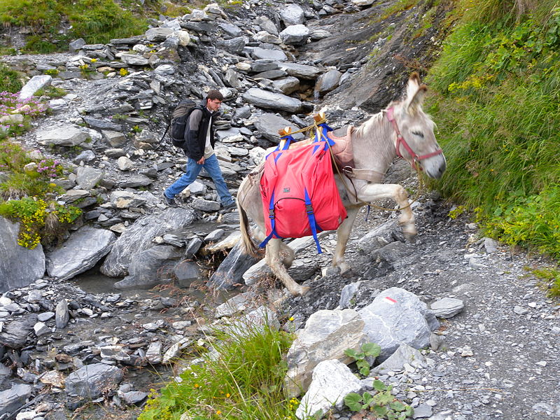 800px Mountain hiking with a donkey2