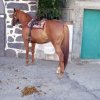 DSC02339