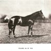 I cavalli dal libro del Gen. Achille de Biase