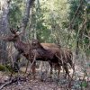 Il Montiferru, habitat ideale