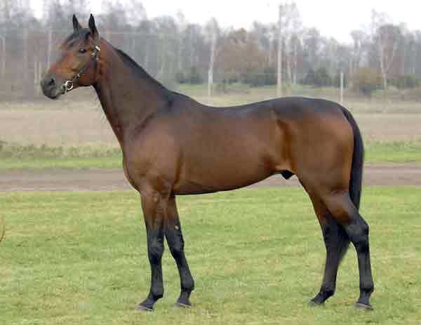 muscles_yankee