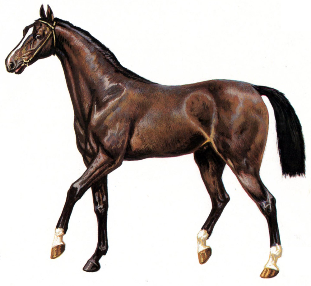 darley_arabian