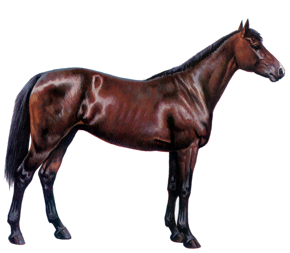 djebel