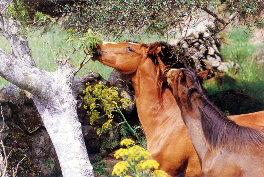 cavallo_di_razza