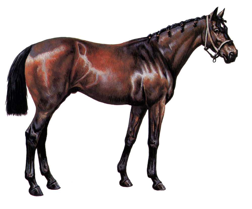 ormonde