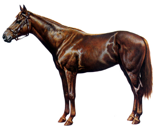 nigra500