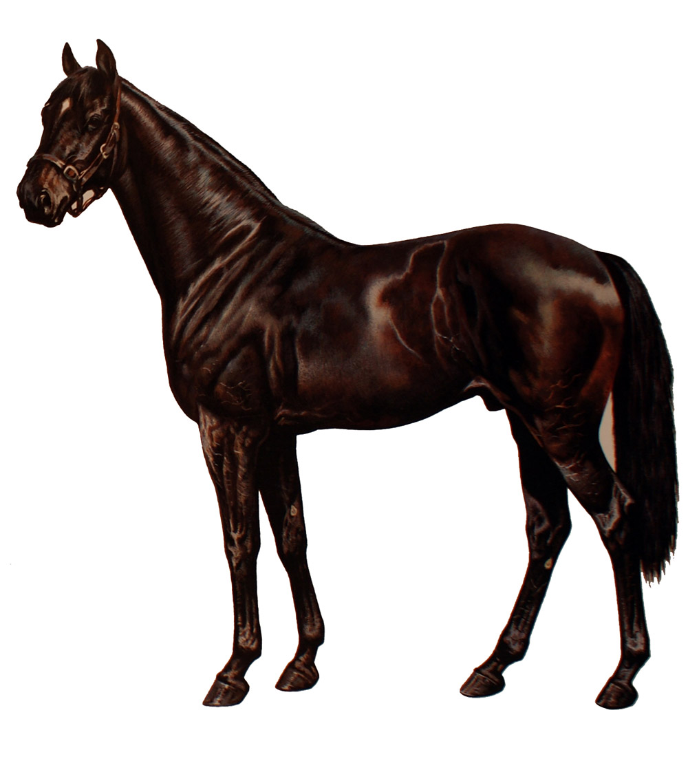 phalaris