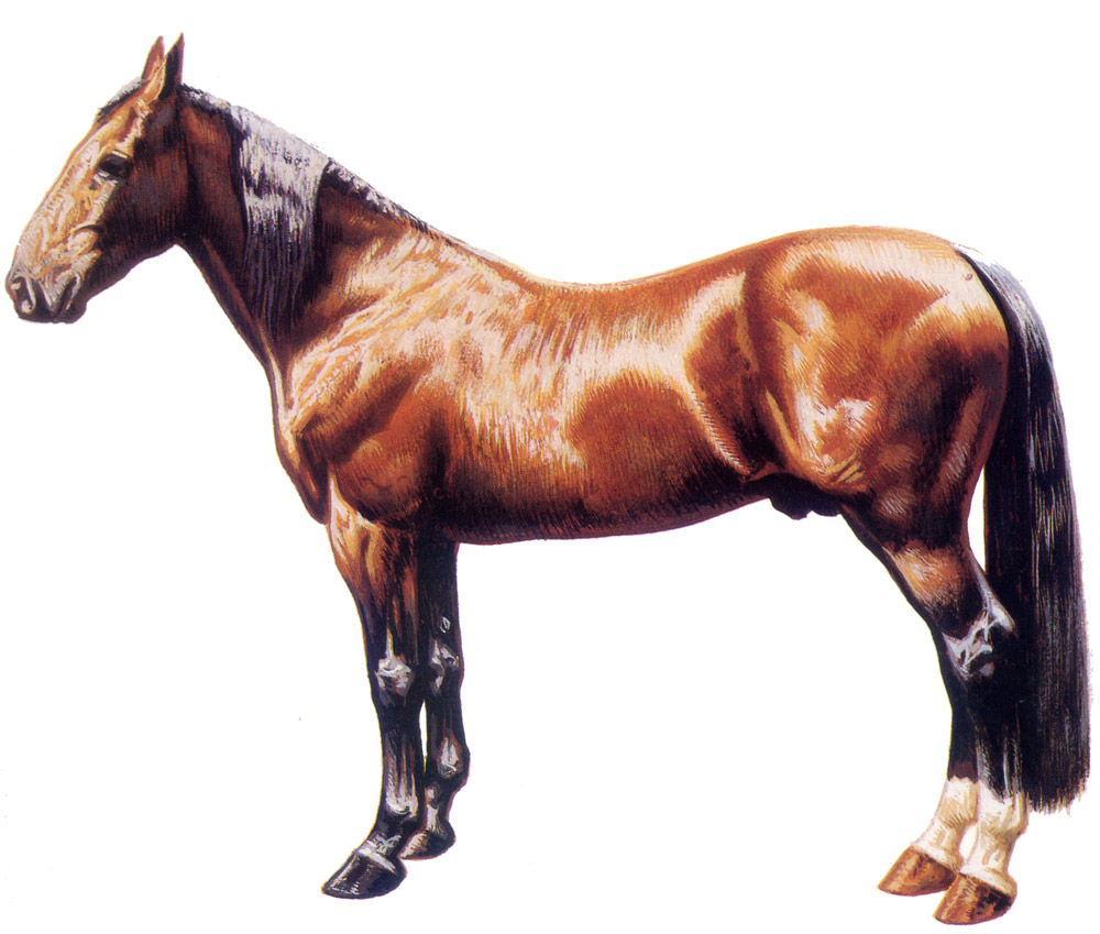 hambletonian