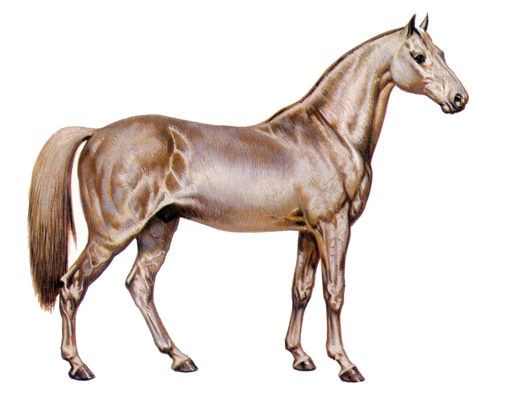messenger