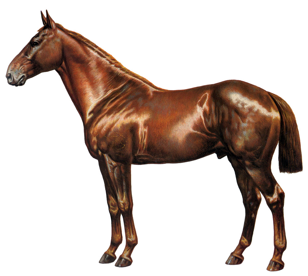 phaeton